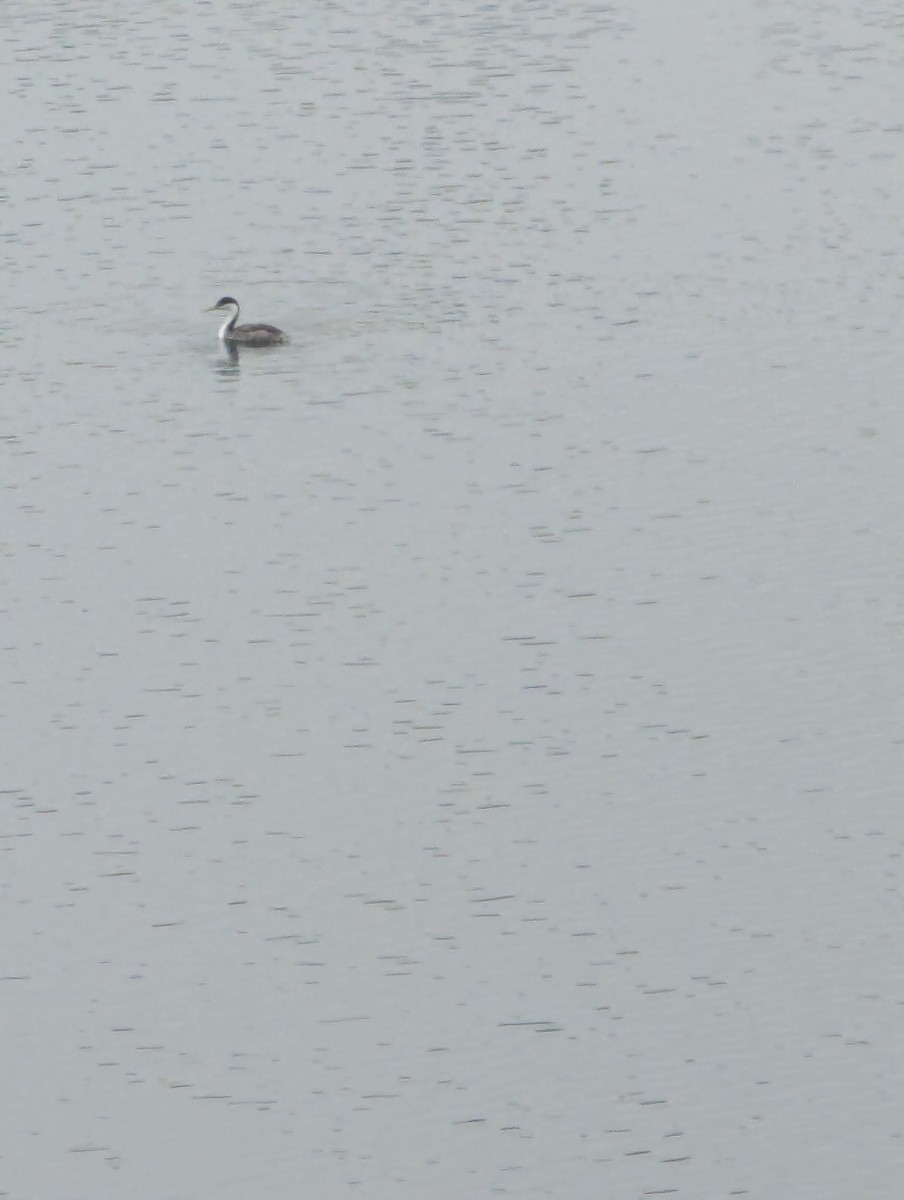 Western Grebe - ML641803619