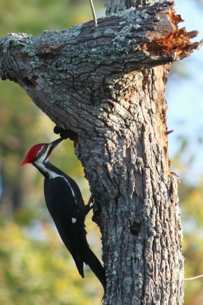 Pileated Woodpecker - ML641803621