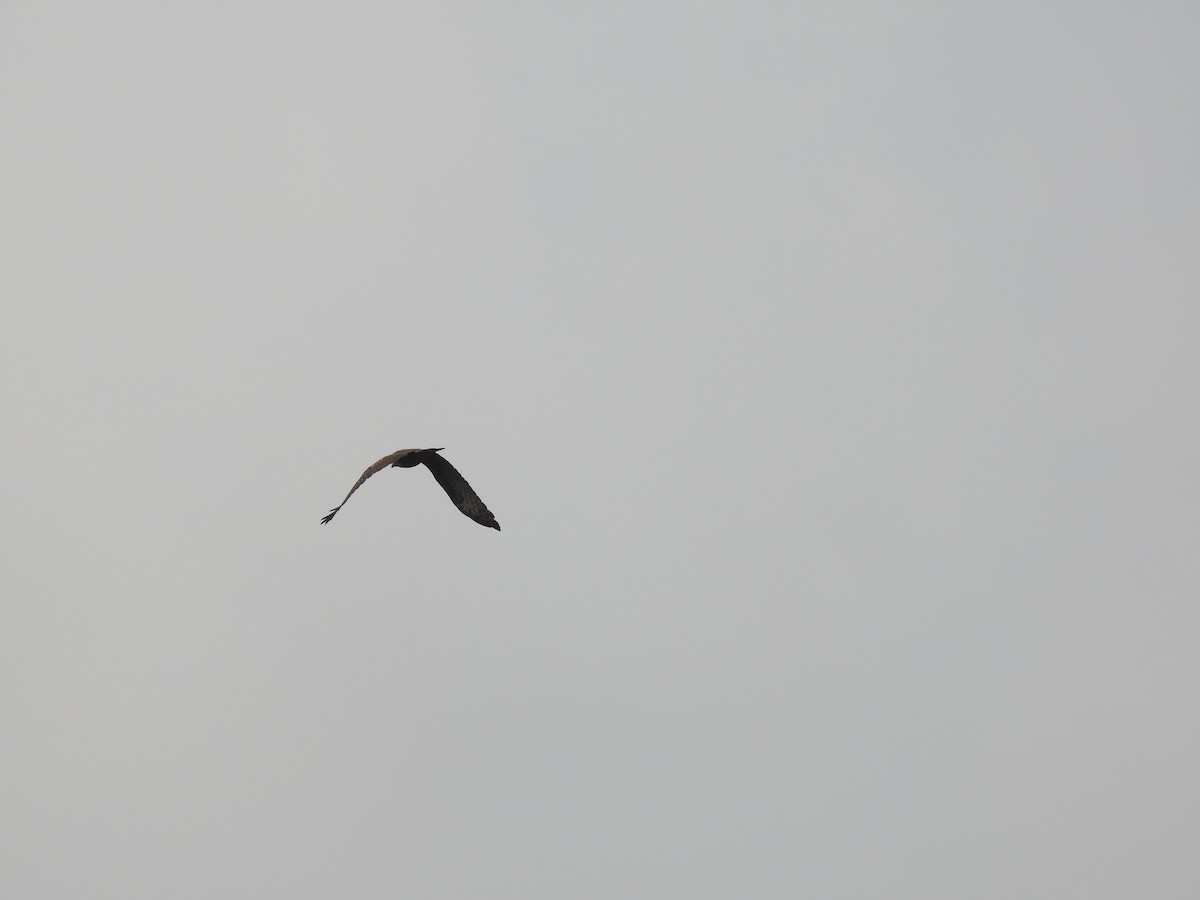 Oriental Honey-buzzard - ML641803622