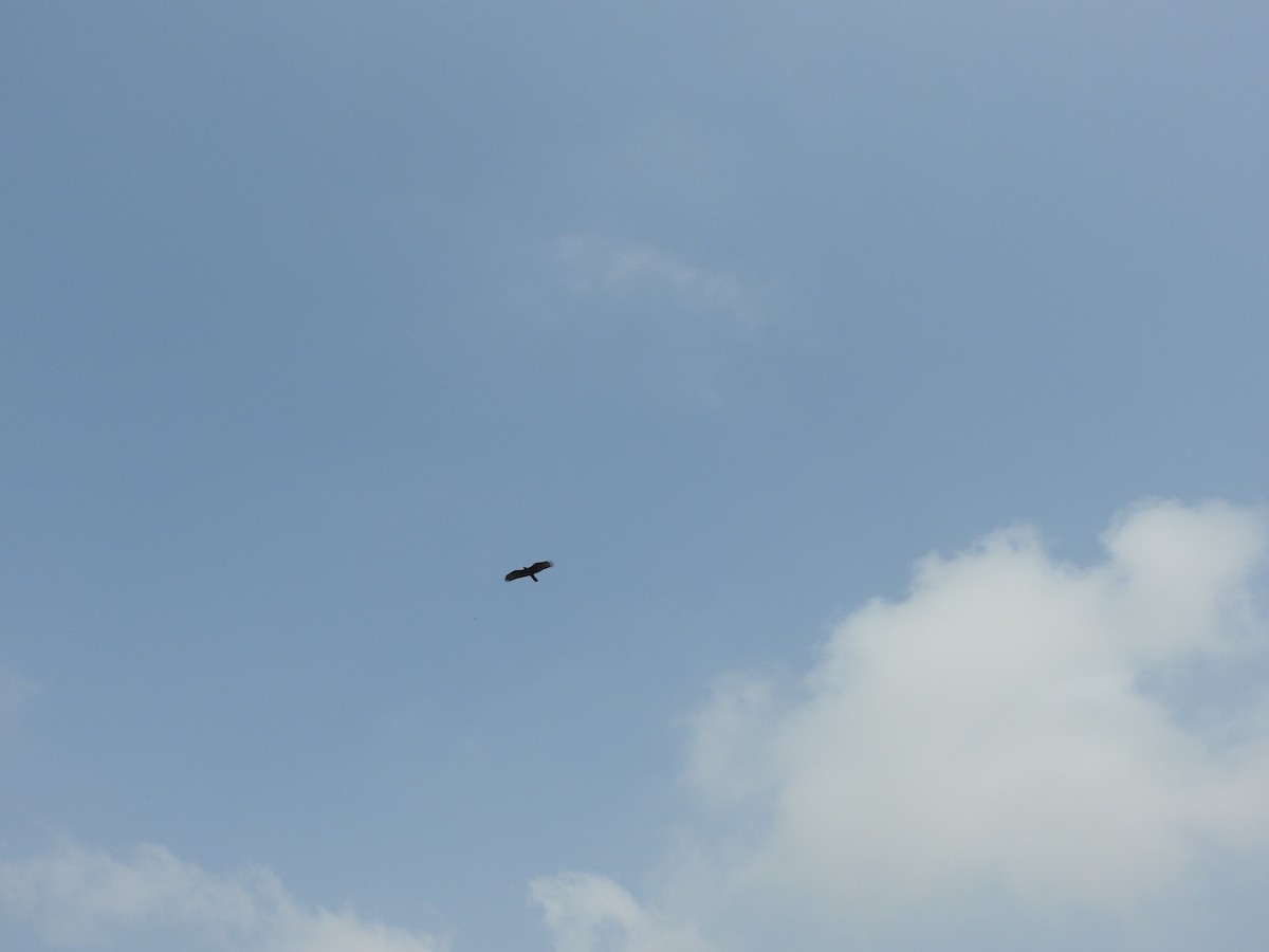 Oriental Honey-buzzard - ML641803623