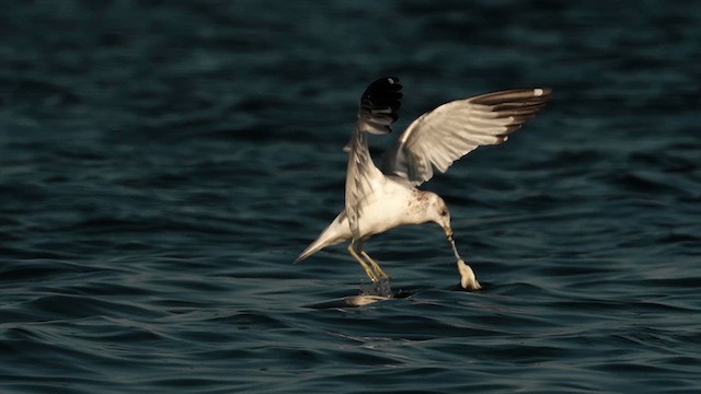Ring-billed Gull - ML641803642