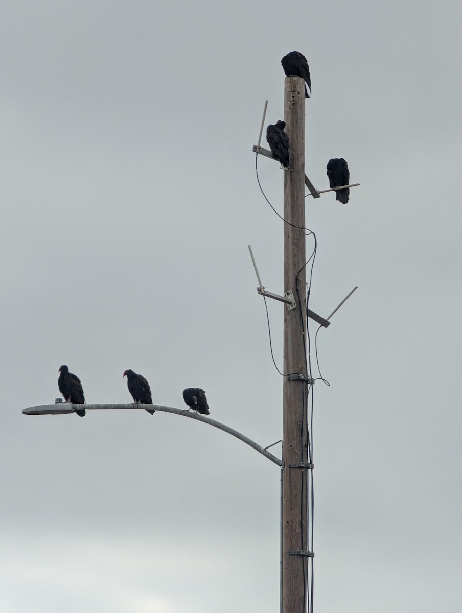Turkey Vulture - ML641803649