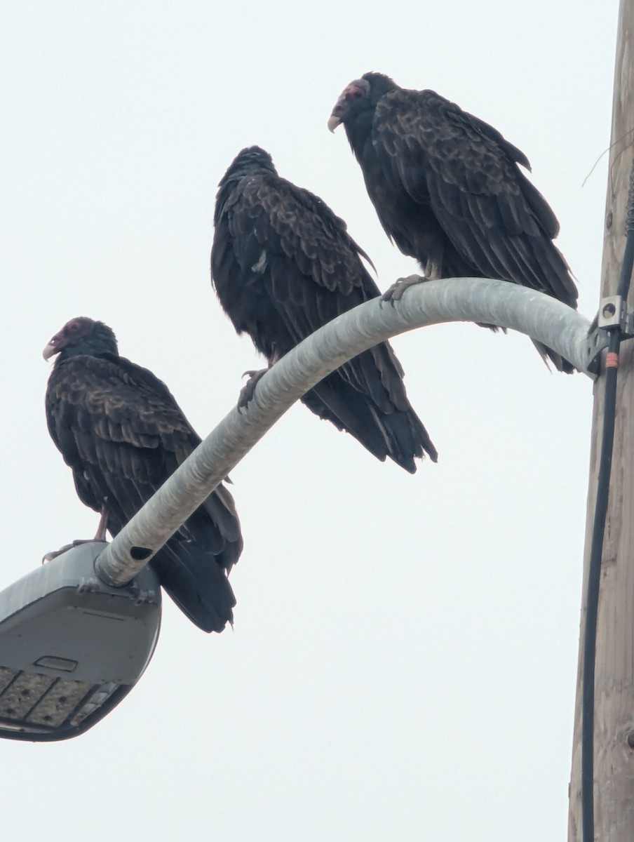 Turkey Vulture - ML641803650