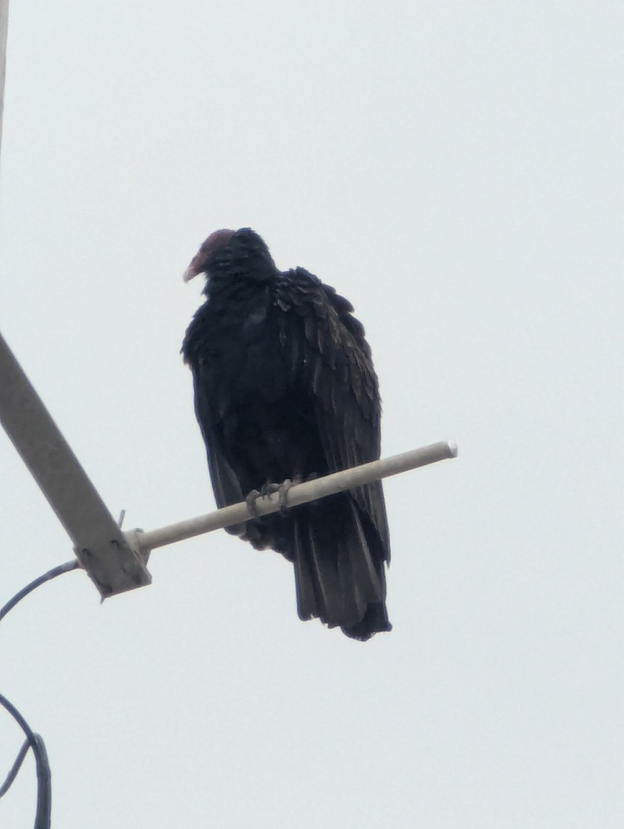 Turkey Vulture - ML641803651