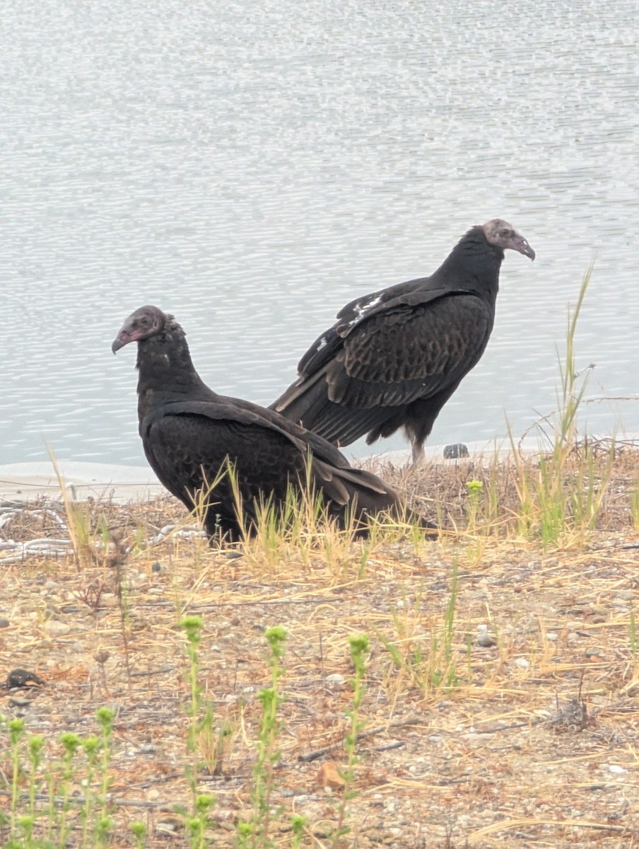 Turkey Vulture - ML641803652