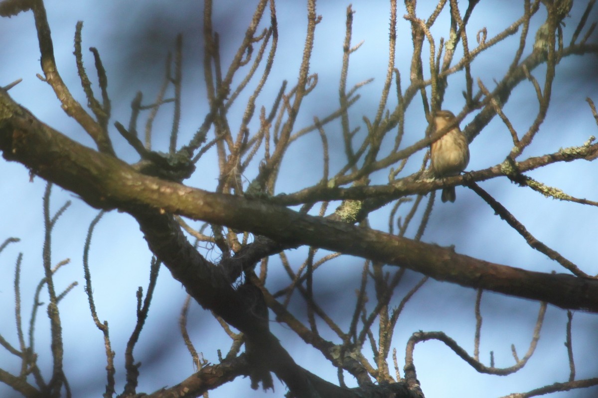 Yellow-rumped Warbler - ML641803660