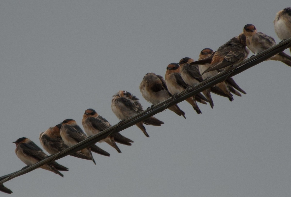 Cave Swallow - ML641803661