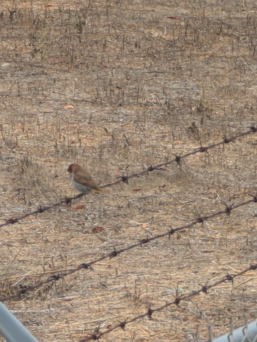 Scaly-breasted Munia - ML641803678