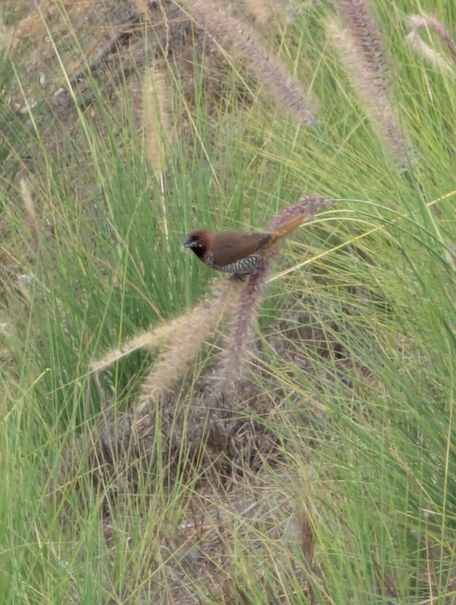 Scaly-breasted Munia - ML641803679