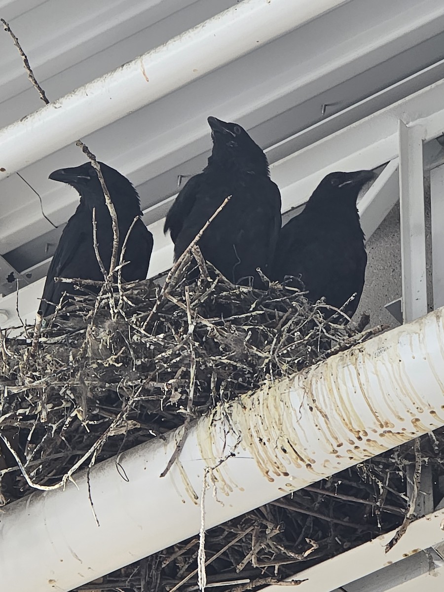 Common Raven - ML641803684