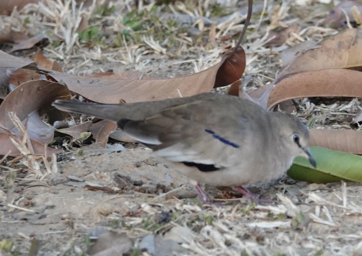 Picui Ground Dove - ML641803685