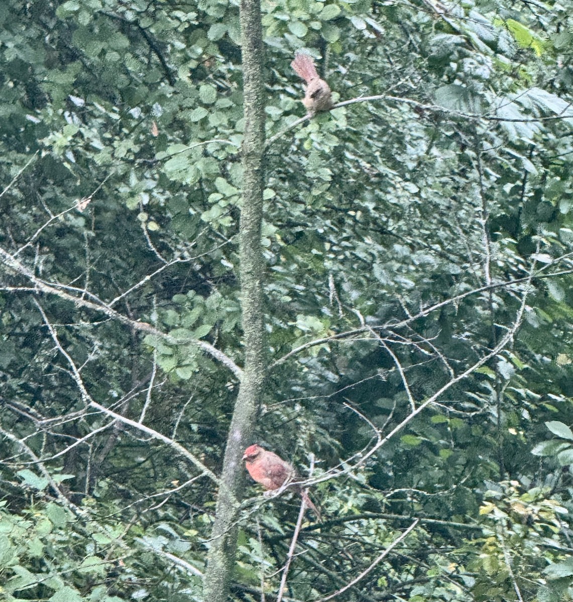 Northern Cardinal - ML641803694
