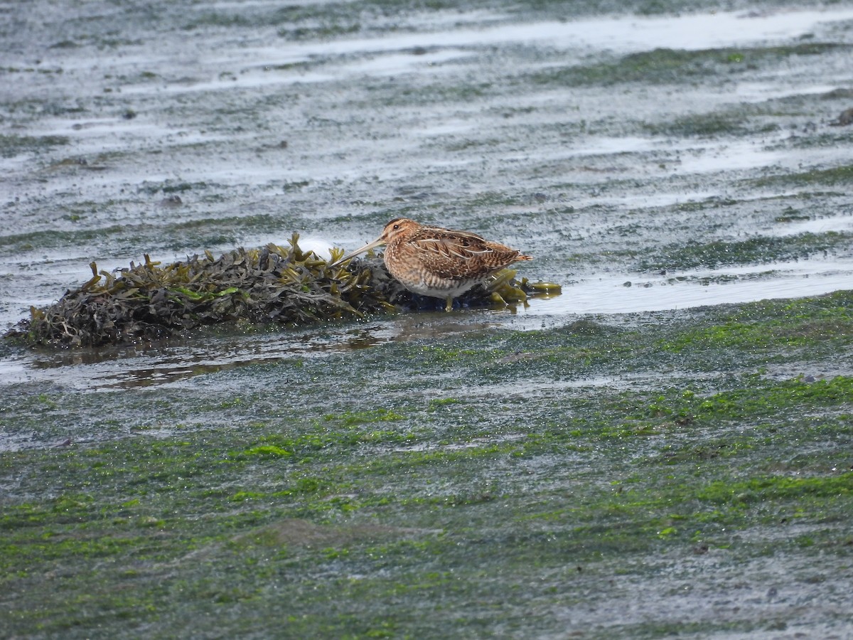 Common Snipe - ML641803696
