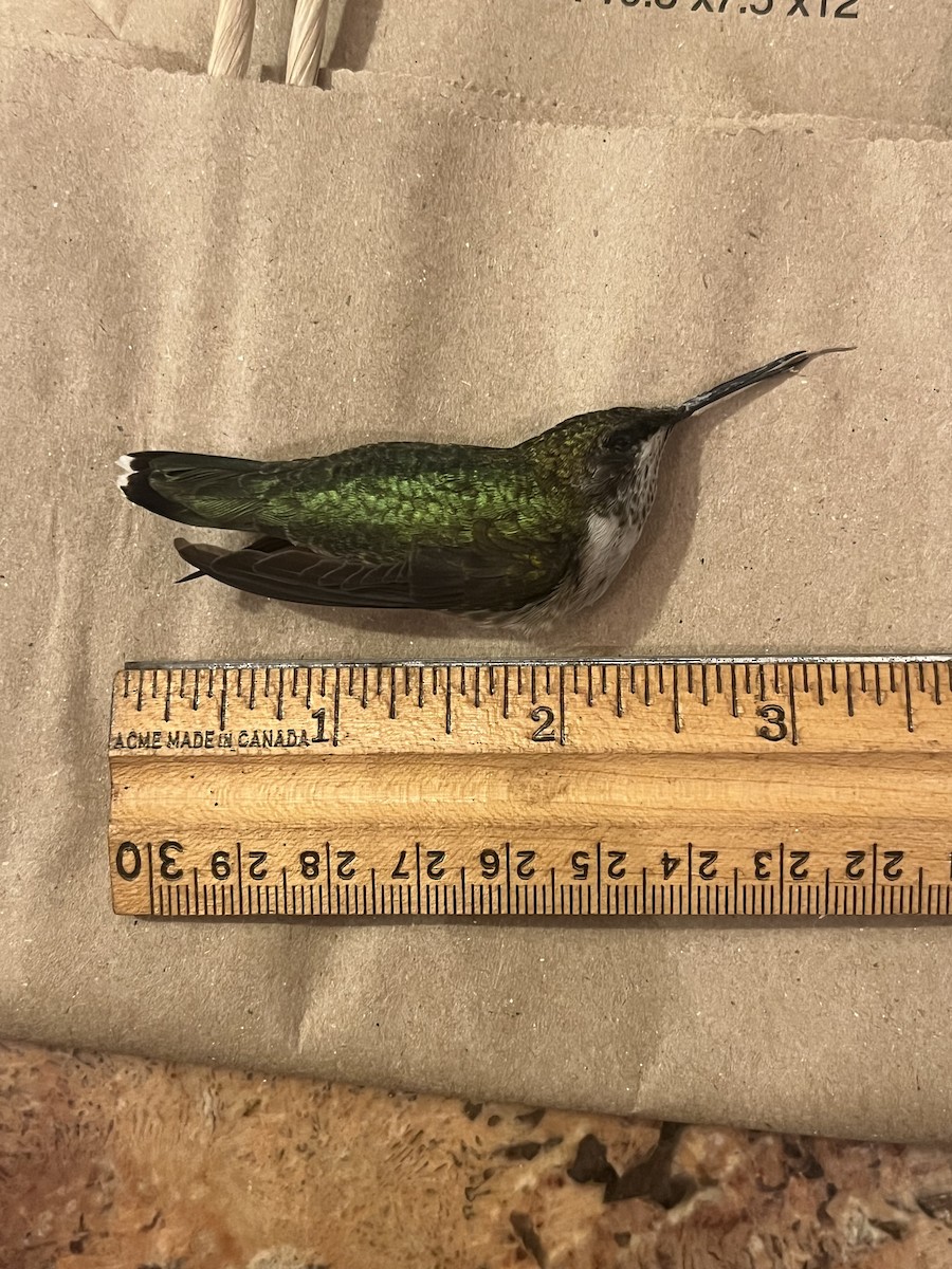 Ruby-throated Hummingbird - ML641803698