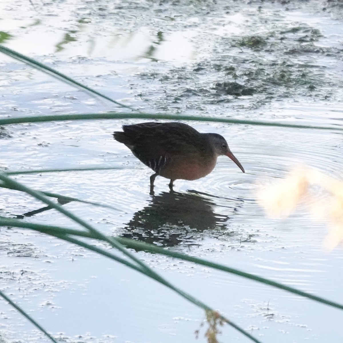 Virginia Rail - ML641803705