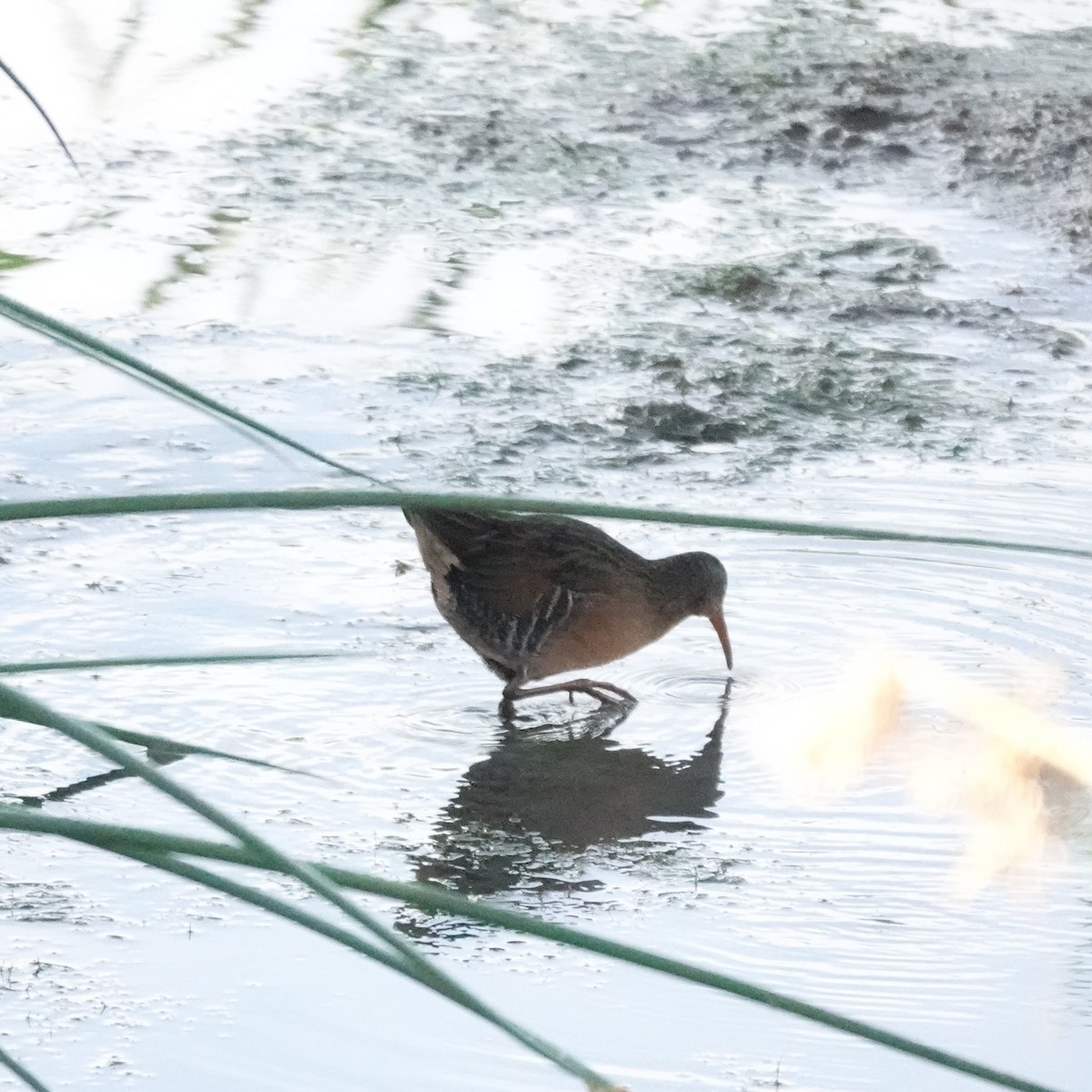 Virginia Rail - ML641803707