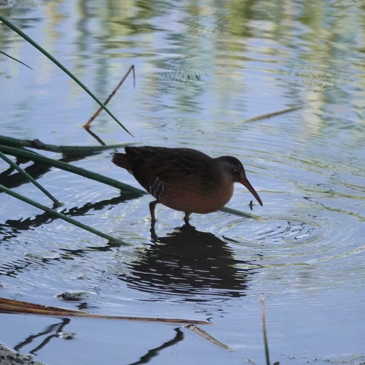 Virginia Rail - ML641803708