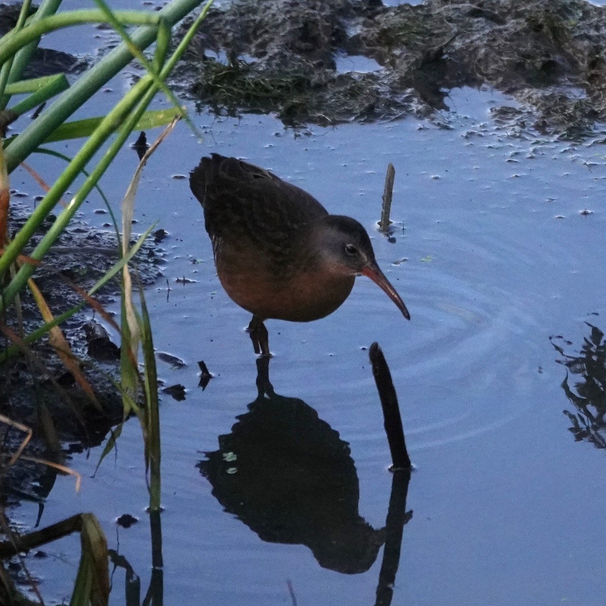 Virginia Rail - ML641803709