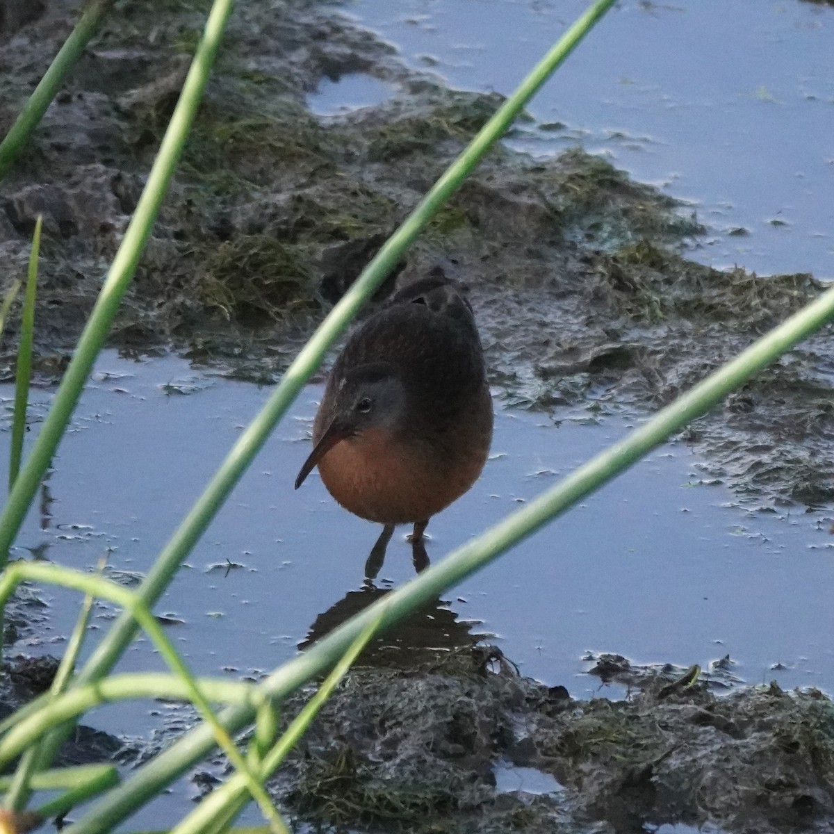 Virginia Rail - ML641803710