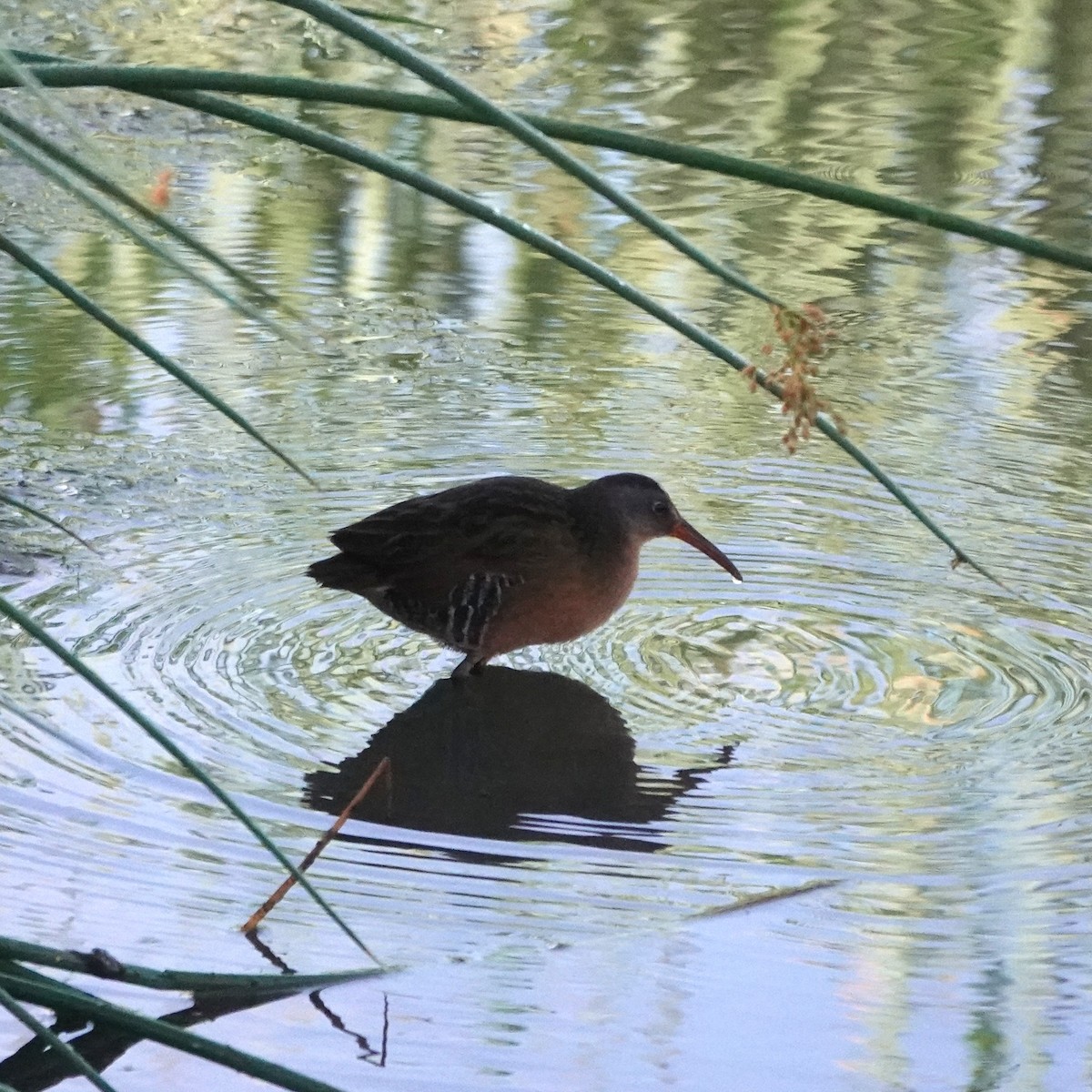 Virginia Rail - ML641803711