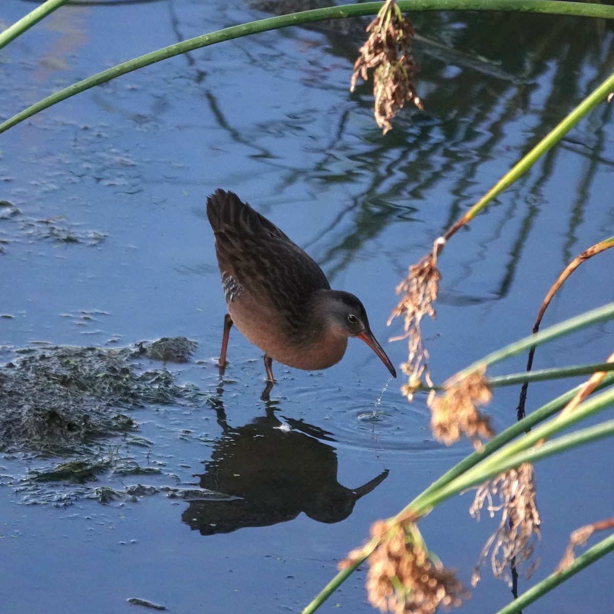 Virginia Rail - ML641803712