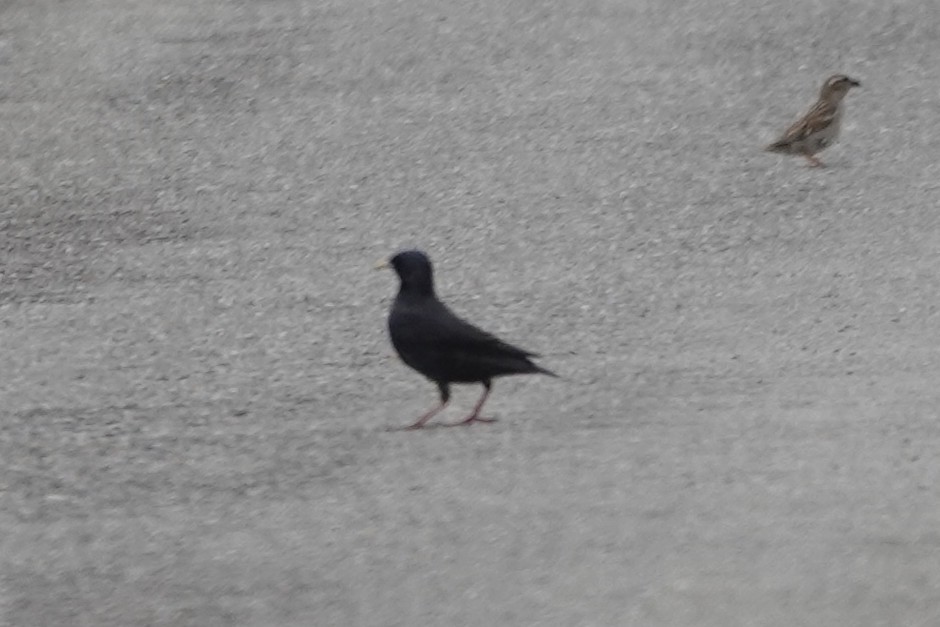 Spotless Starling - ML641803713