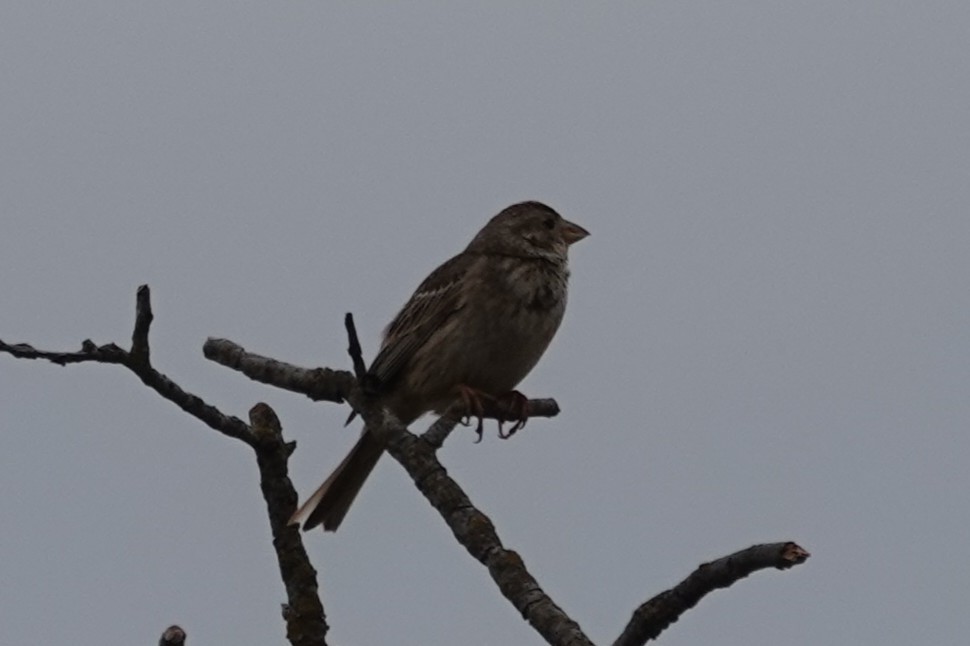 Corn Bunting - ML641803724