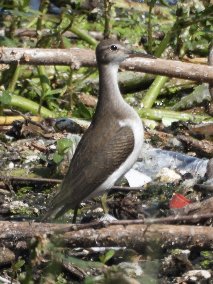 Spotted Sandpiper - ML641803732