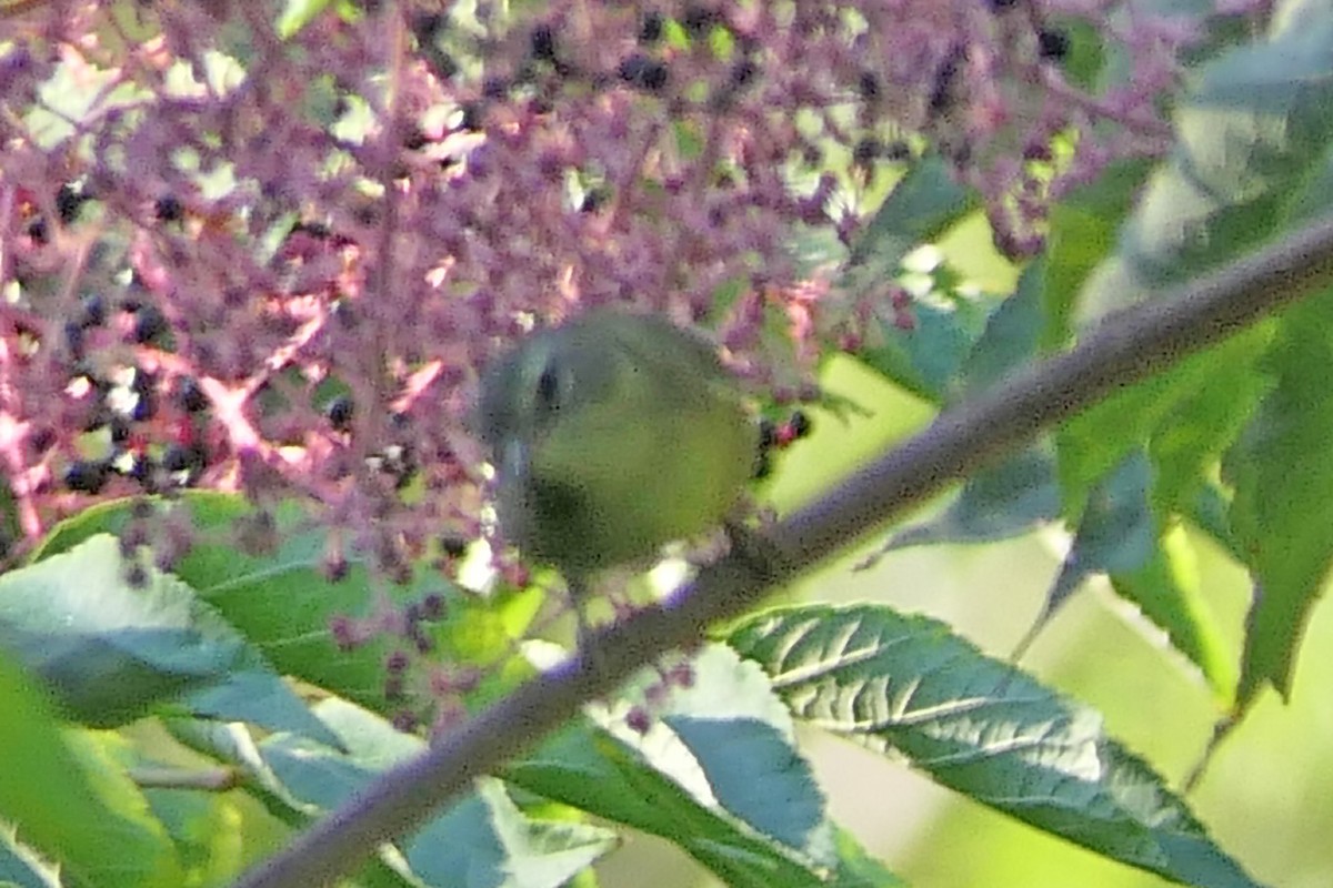 vireo sp. - ML641803733