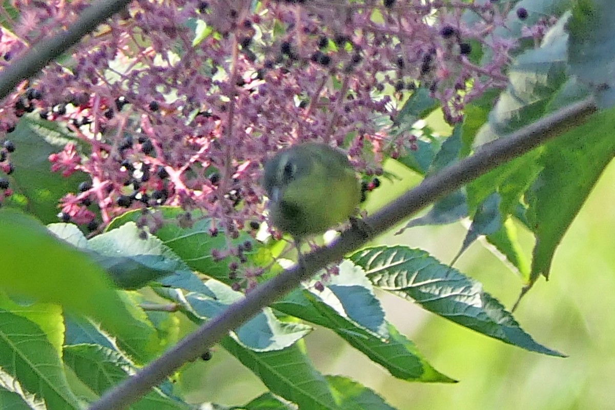 vireo sp. - ML641803734