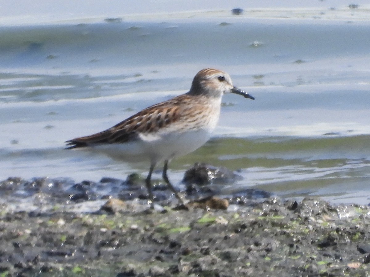 Least Sandpiper - ML641803738