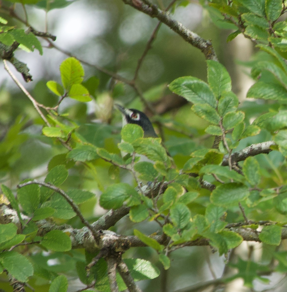 Black-capped Vireo - ML641803745