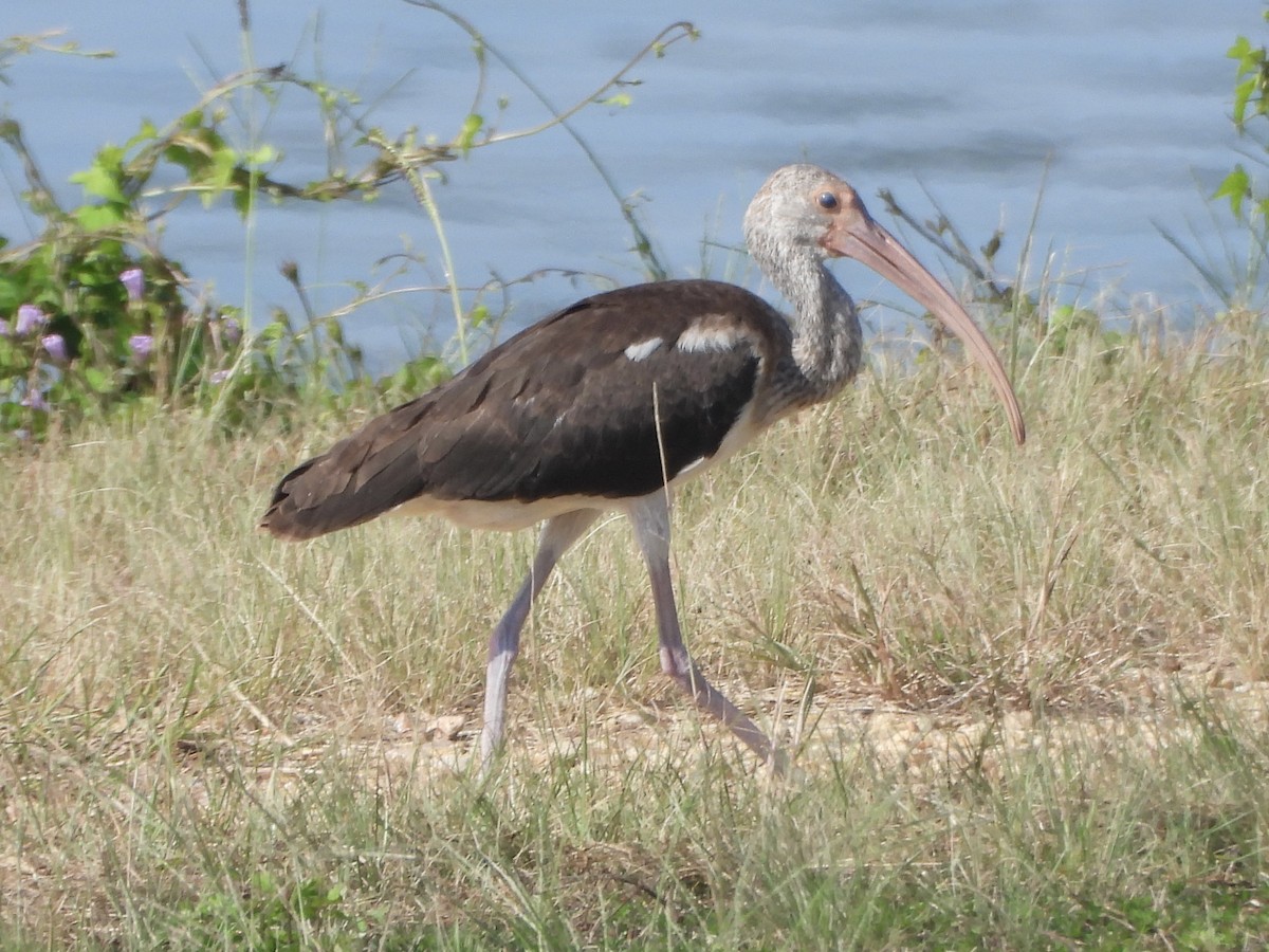 White Ibis - ML641803747