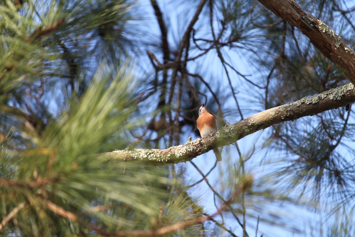 Eastern Bluebird - ML641803750