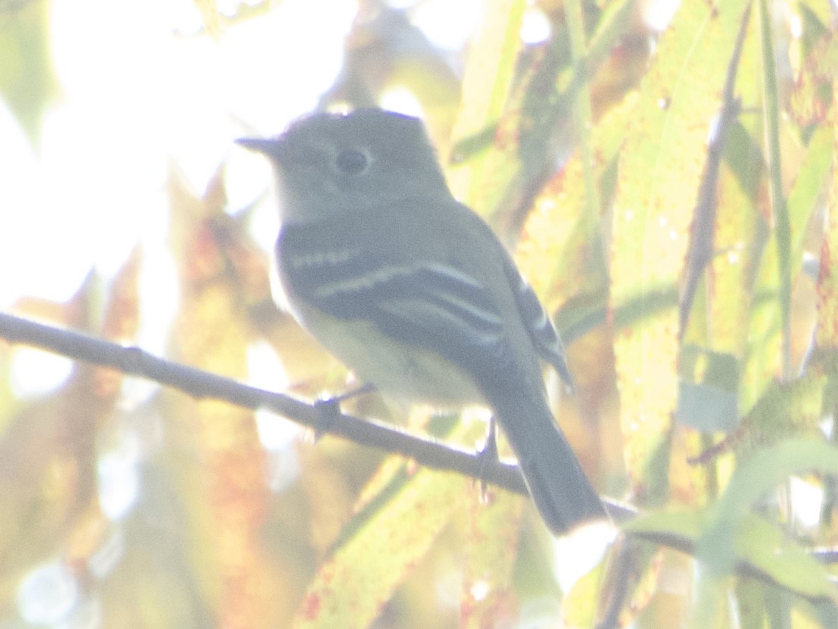 Least Flycatcher - ML641803752