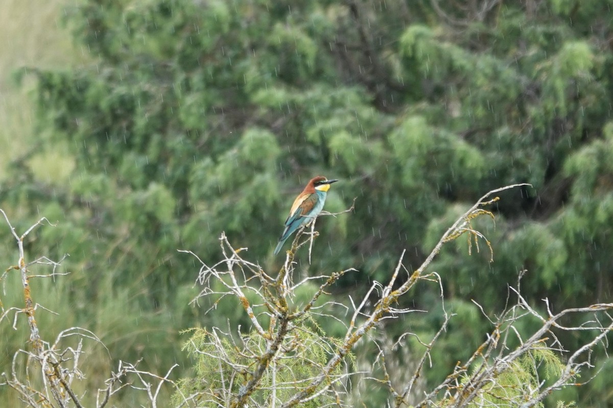 European Bee-eater - ML641803754