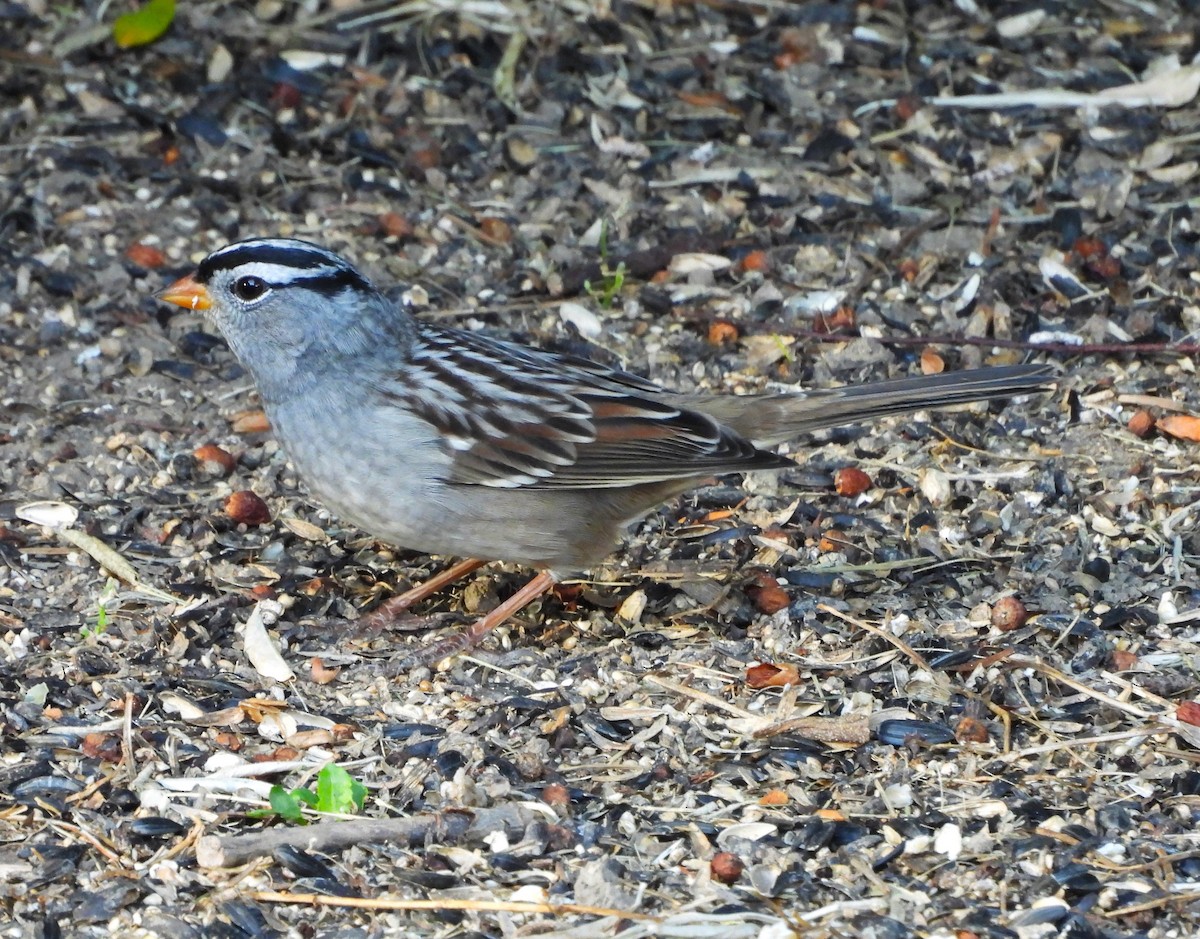 Bruant à couronne blanche - ML641803756