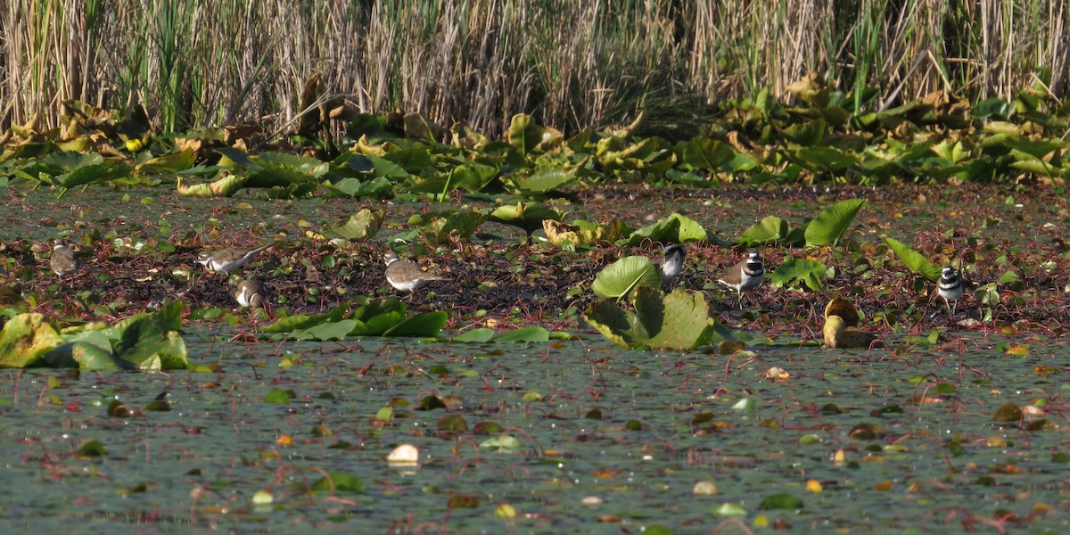 Killdeer - ML641803774