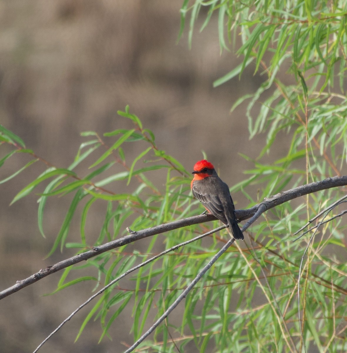 Vermilion Flycatcher - ML641803776