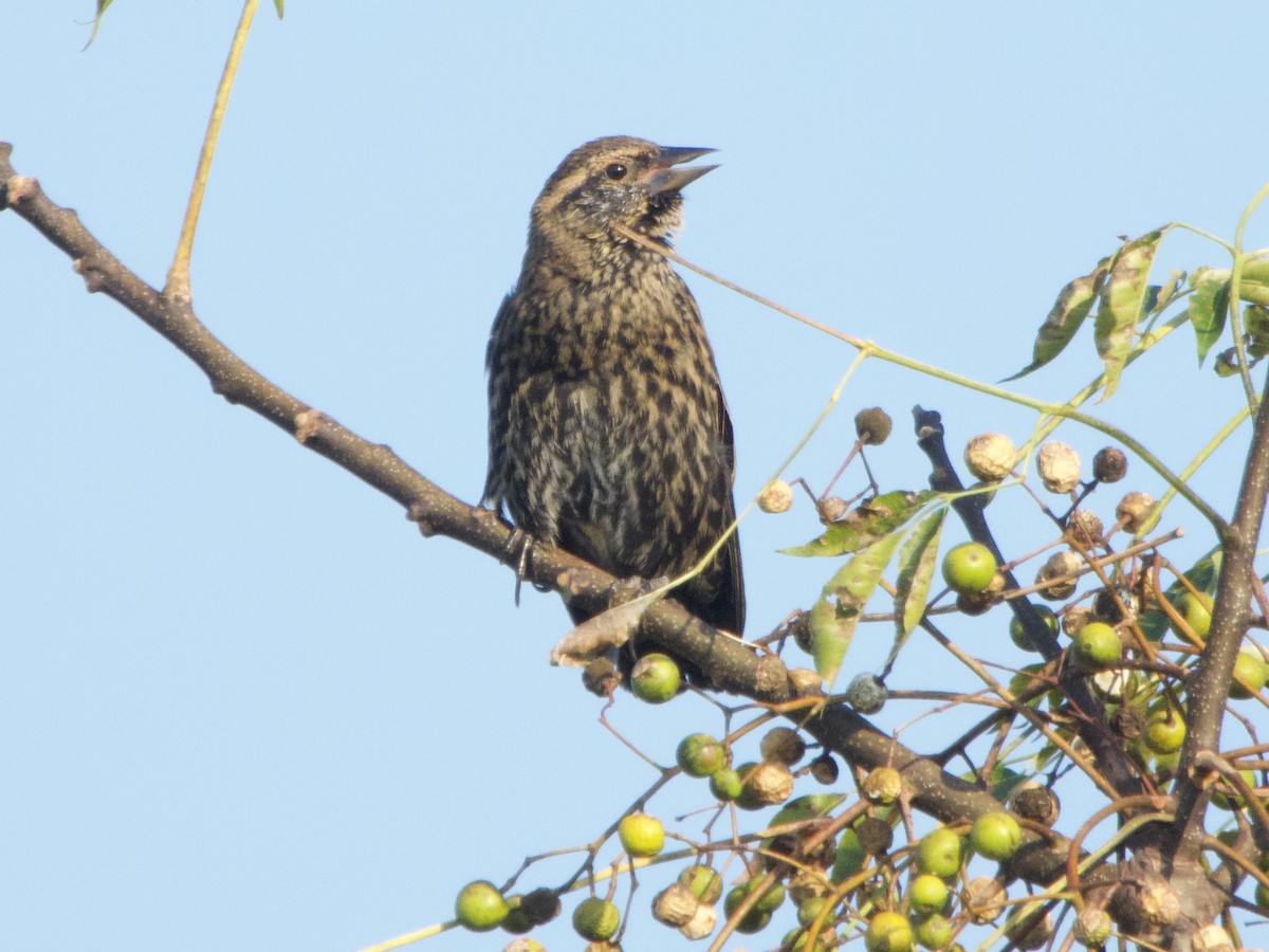 Red-winged Blackbird - ML641803779