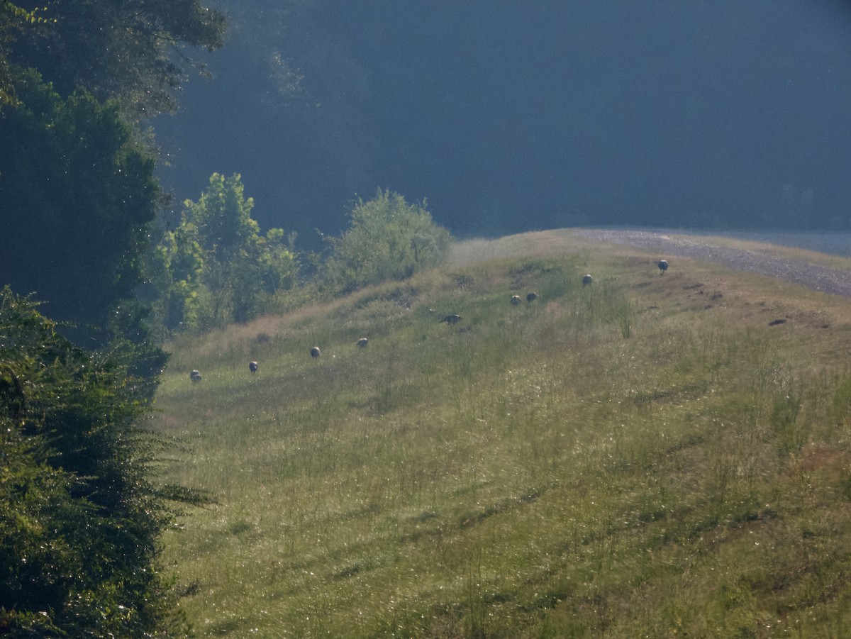 Wild Turkey - ML641803786