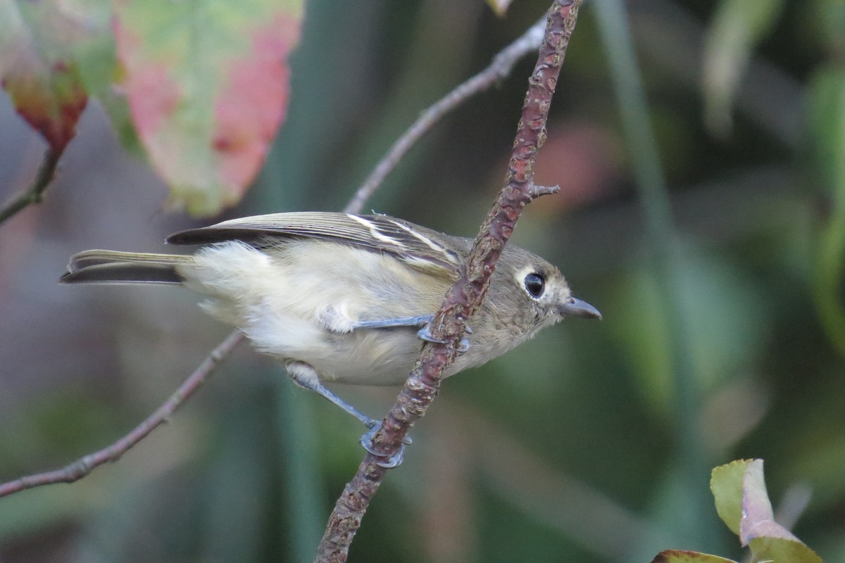 Hutton's Vireo - ML641803788