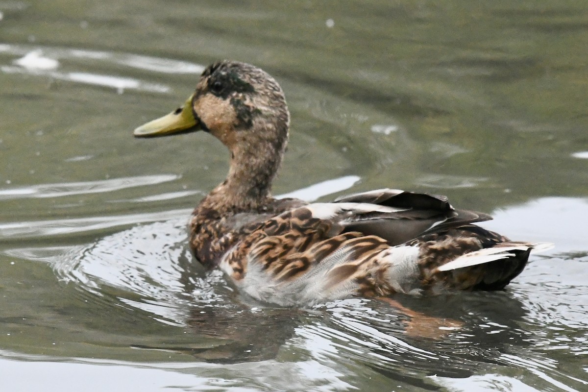 Mallard x American Black Duck (hybrid) - ML641803795