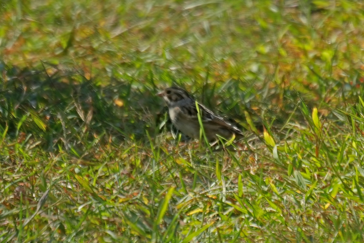Clay-colored Sparrow - ML641803801