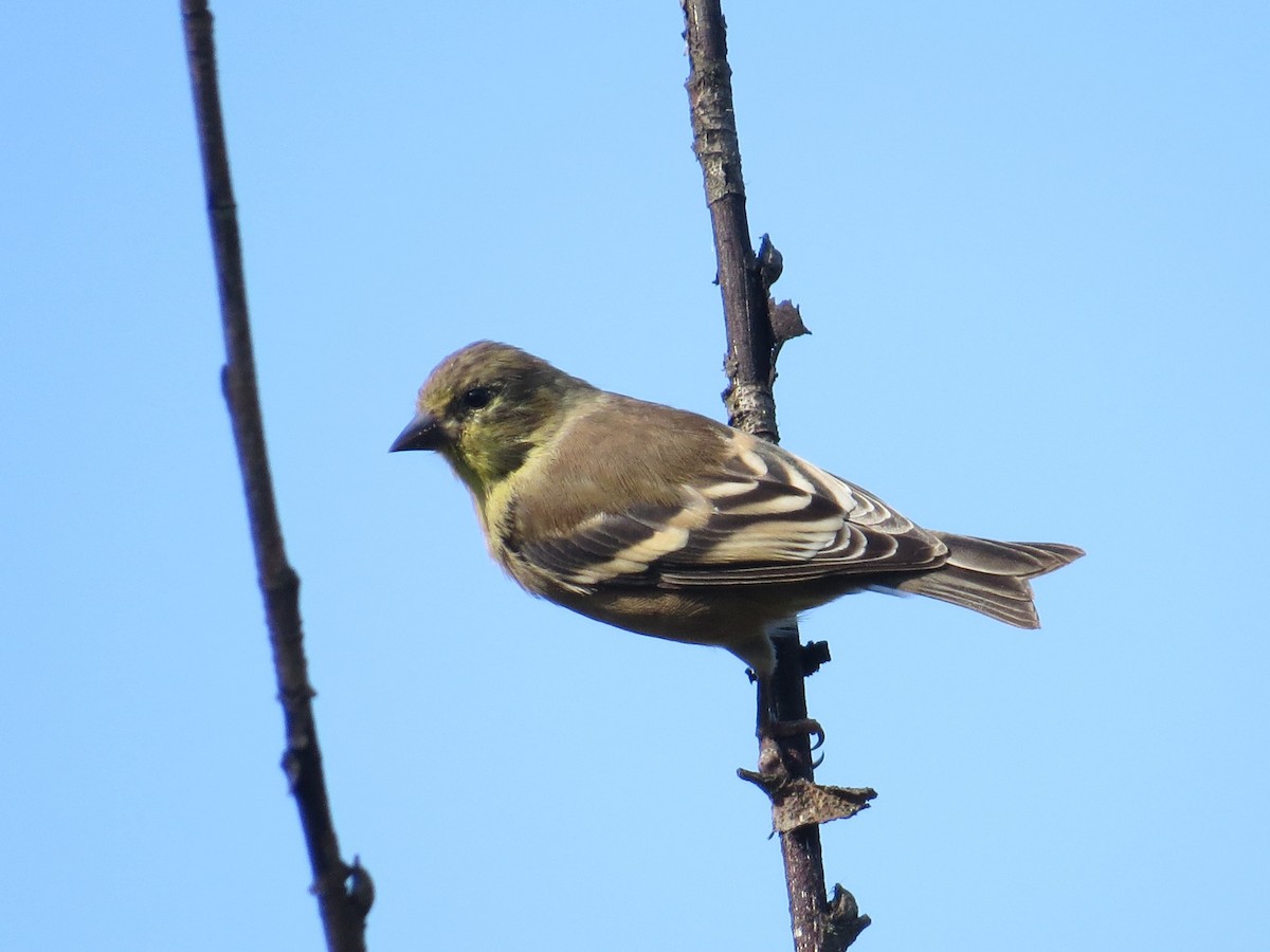 American Goldfinch - ML641803813