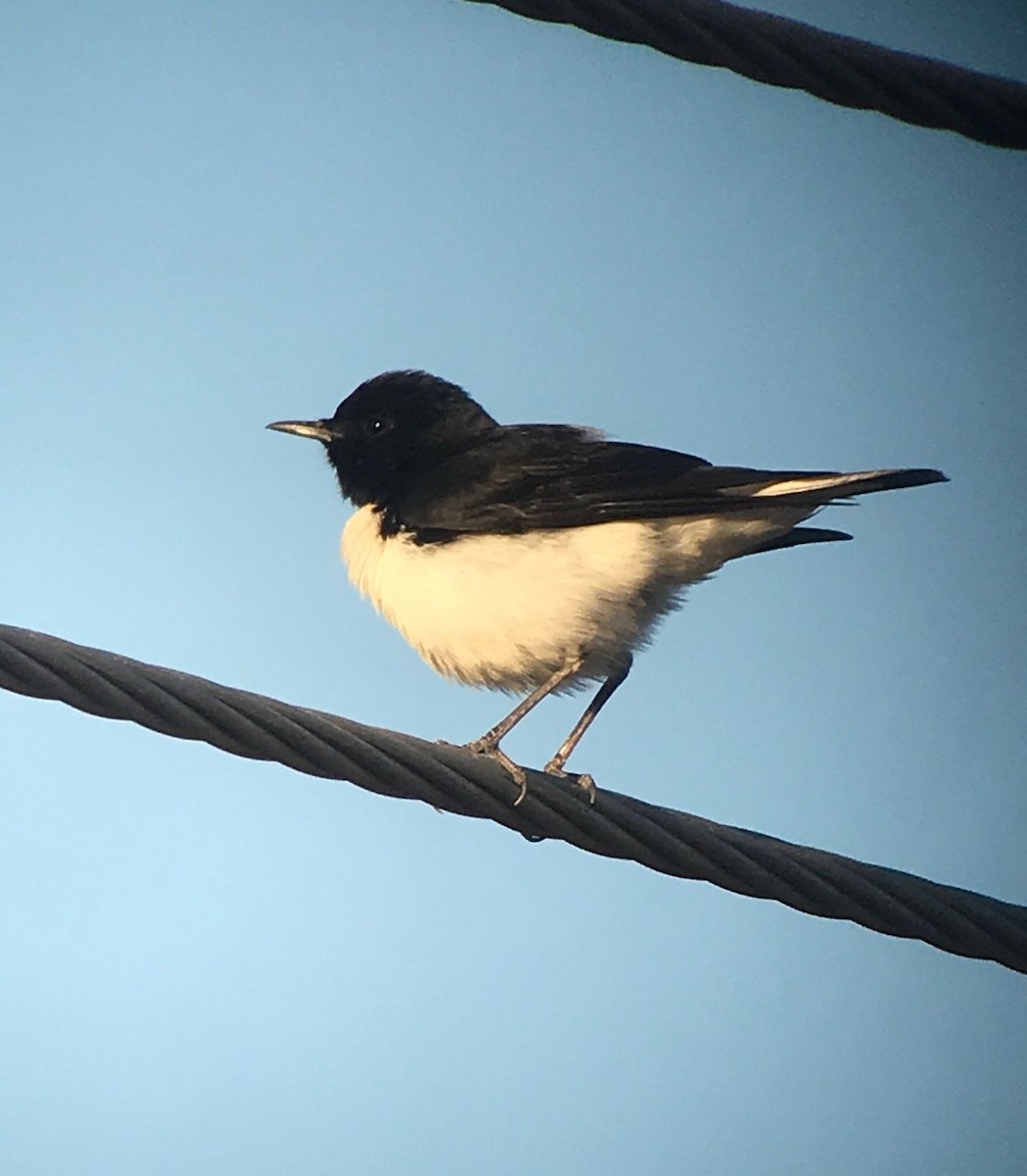 Hume's Wheatear - ML641803837