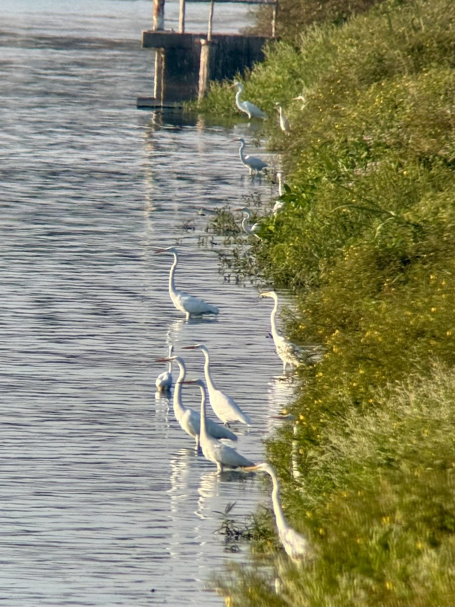 Great Egret - ML641803838