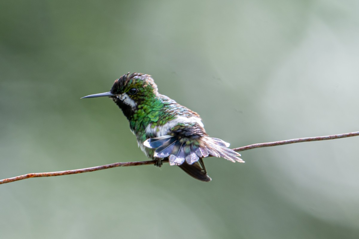 Green Thorntail - ML641803840