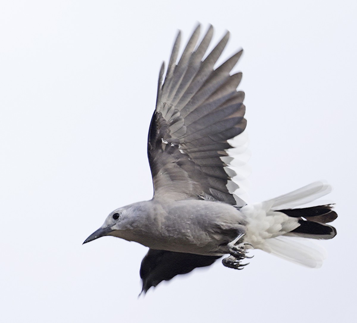 Clark's Nutcracker - ML641803849