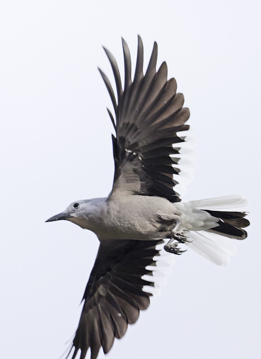 Clark's Nutcracker - ML641803850